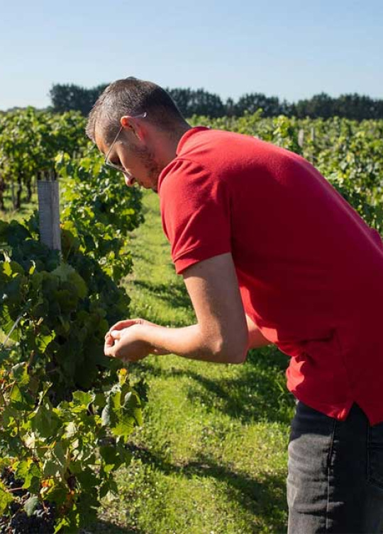 Jeunes en formation SKOLA Vignes sur le terrain dans les vignes