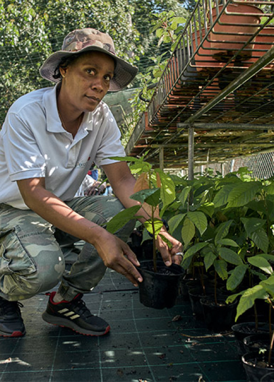 Plantation de cacaoyers à L'Espérance, en Martinique - Elsa Cypria, encadrante technique 
