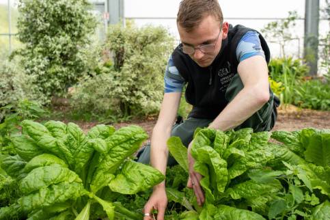 jeune arrachant les mauvaises herbes dans une serre, LHP Notre-Dame-des-Jardins - classe de CAPA2 production horticole 