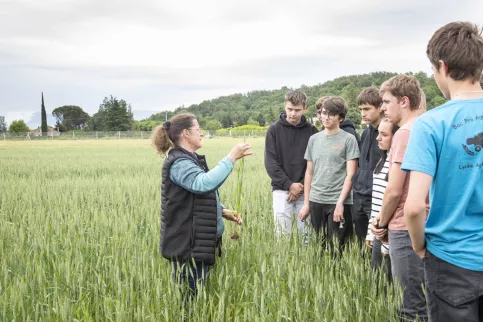jeunes dans un champ de blé