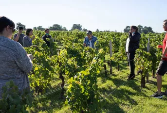 Jeunes d'une classe de skola dans un champs de vignes