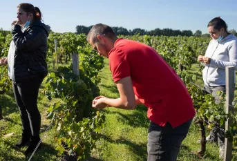 Jeunes en formation SKOLA Vignes sur le terrain dans les vignes