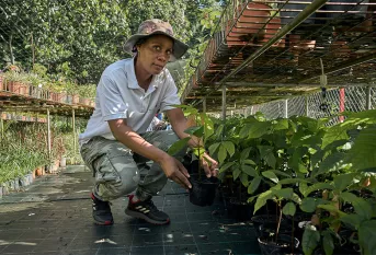 Plantation de cacaoyers à L'Espérance, en Martinique - Elsa Cypria, encadrante technique 