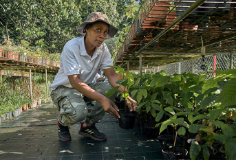 Plantation de cacaoyers à L'Espérance, en Martinique - Elsa Cypria, encadrante technique