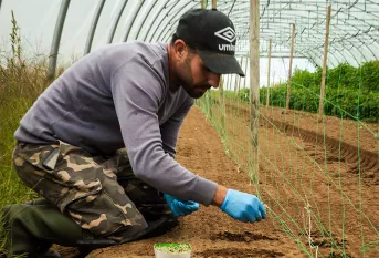 Chantier d'insertion - Le potager de Saint Julien - plantation dans les serres avec un jeune en insertion