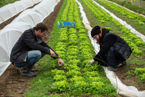 Maraîchage dans le potager de Saint Julien (44) sous les serres