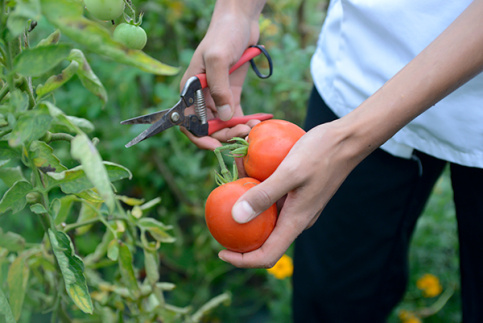 Tomates cultivées par Jardiniers d'Auteuil à Bouguenais