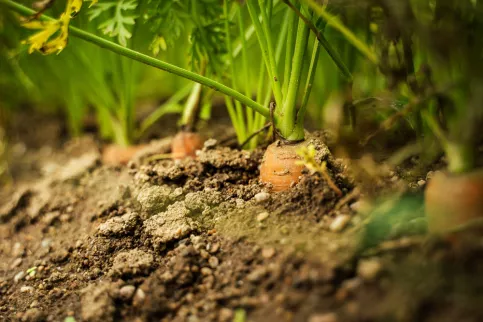 des carottes dans la terre