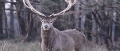 un grand cerf