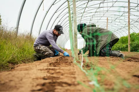 2 jeunes hommes en train de travailler sous serre