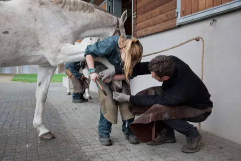 Soin d'un sabot de cheval dans une écurie au lycée Daniel Brottier