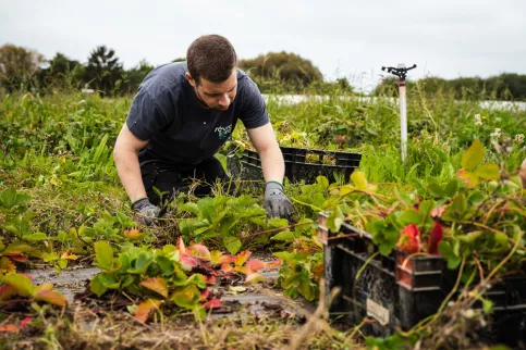 Le potager de Saint Julien - un jeune en insertion dans un potager