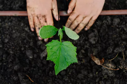 Lycée professionnel agricole Saint-François La Cadène,  plantation dans les serres 