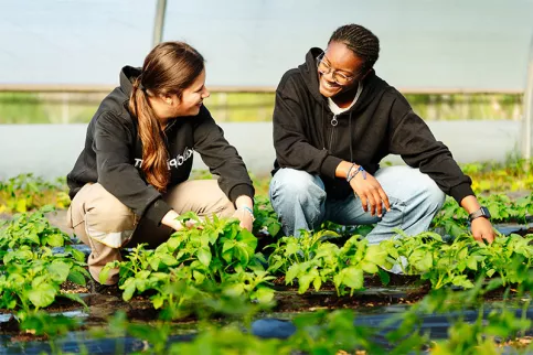 Lycée professionnel agricole Saint-François La Cadène,  maraîchage dans les serres avec Héloïse et Claire