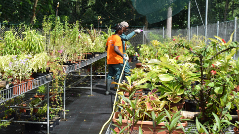 L'entretien de la pépinière de l'atelier chantier d'insertion en Martinique (c) Apprentis d'Auteuil 