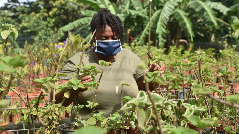 Une salariée de l'ACI Les Jardins de L'Espérance s'occupe des plantes aromatiques et médicinales qui y sont cultivées (c) Pierre de Champs / Apprentis d'Auteuil