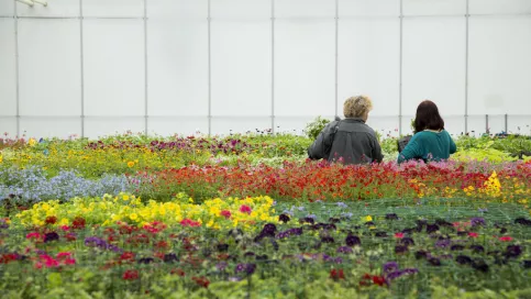 CONDUITE DE PRODUCTIONS HORTICOLES (BAC PRO AG)