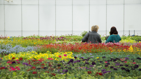 CONDUITE DE PRODUCTIONS HORTICOLES (BAC PRO AG)