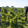 Jeunes d'une classe de skola dans un champs de vignes